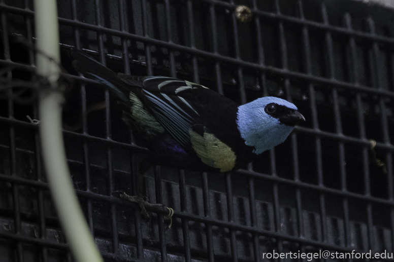 California Academy of Science 2019